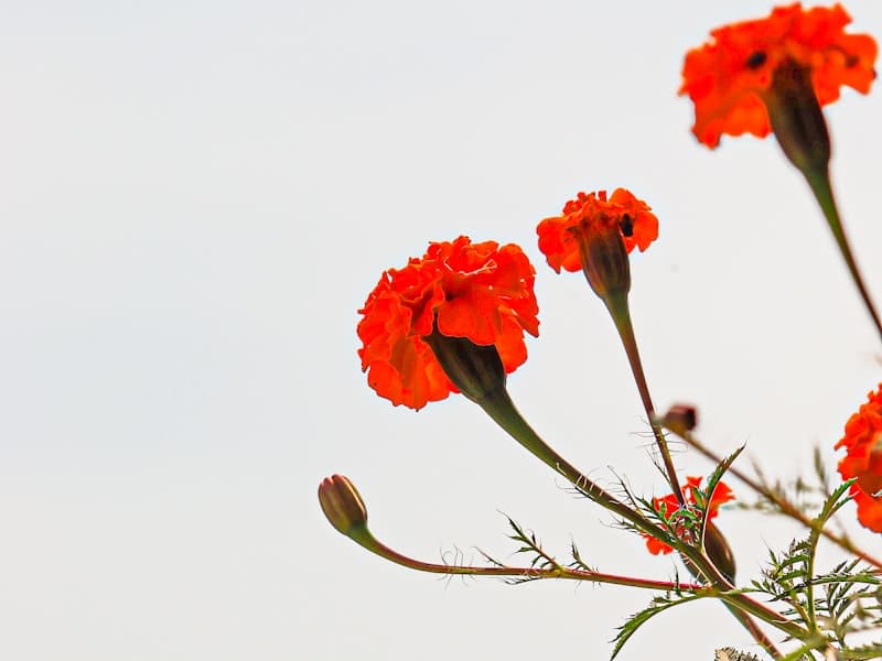 Decoration & Flowers